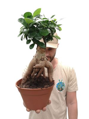 Ficus Microcarpa Ginseng